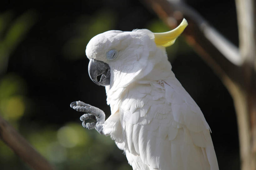 腿部,腿,无人,站,闭眼,横图,室外,特写,白天,正面,旅游,度假,美景,植物,鸟,野生动物,鹦鹉,东京,日本,亚洲,抬,阴影,朦胧,模糊,光线,鸟类,影子,景观,爪子,娱乐,树,树木,绿色,阳光,自然,动物,站着,享受,休闲,景色,放松,生长,成长,自然风光,抬着,东亚,本州,关东地方,本州岛,日本国,东京都,大葵花凤头鹦鹉,大葵花鹦鹉,葵花巴丹,葵花凤头鹦鹉,闭眼睛,闭着眼,闭着眼睛,站立,半身,彩图