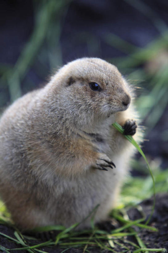 站,竖图,俯视,室外,特写,白天,旅游,度假,美景,野生动物,叶子,东京,日本,亚洲,许多,洞,景观,棕色,绿叶,娱乐,一只,自然,动物,站着,享受,休闲,嫩叶,景色,放松,可爱,洞穴,活泼,钻,自然风光,土拨鼠,东亚,旱獭,本州,穴,关东地方,本州岛,日本国,东京都,天竺鼠,叶,叶片,站立,半身,彩图,高角度拍摄