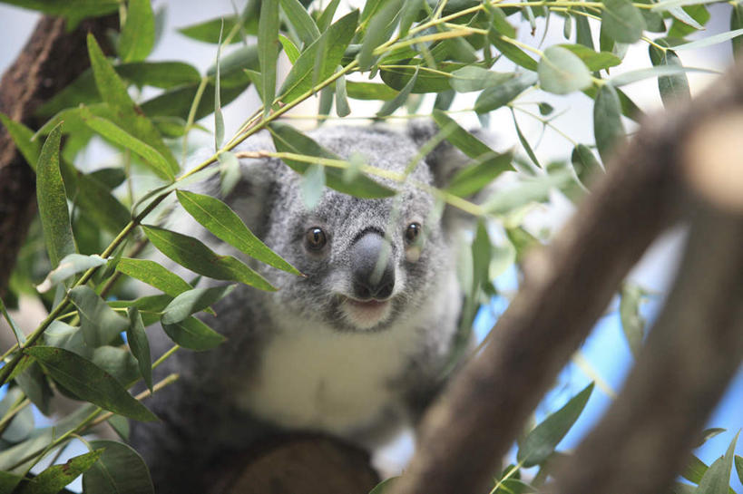 无人,横图,室外,白天,正面,旅游,度假,美景,植物,哺乳动物,野生动物,叶子,东京,日本,亚洲,许多,景观,云,云朵,绿叶,云彩,娱乐,树,树干,树木,一只,蓝色,绿色,灰色,白云,蓝天,天空,自然,动物,天,趴着,享受,休闲,嫩叶,景色,放松,可爱,活泼,生长,晴朗,成长,自然风光,淳朴,憨厚,树袋熊,考拉,无尾熊,可拉熊,东亚,本州,关东地方,本州岛,日本国,东京都,淳厚,叶,叶片,晴空,趴,半身,彩图