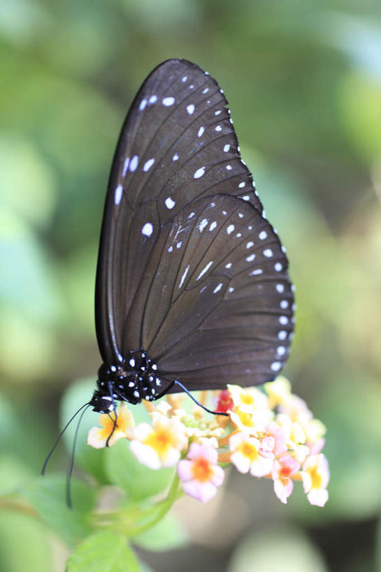 无人,站,竖图,室外,特写,白天,侧面,旅游,度假,美景,蝴蝶,叶子,东京,日本,亚洲,许多,朦胧,模糊,盛开,昆虫,景观,绿叶,花蕾,停留,娱乐,花,花瓣,花朵,鲜花,一只,粉色,黄色,黑色,自然,动物,花苞,花蕊,站着,享受,休闲,嫩叶,景色,放松,停止,自然风光,益虫,东亚,本州,关东地方,本州岛,日本国,东京都,日野市,日野,逗留,停顿,叶,叶片,站立,彩图,全身