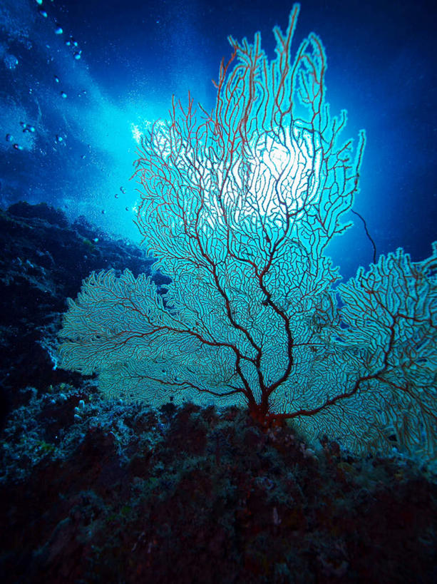 无人,竖图,室外,白天,正面,旅游,度假,海底,水下,海浪,海洋,美景,帕劳,珊瑚,景观,浪花,水底,娱乐,珊瑚礁,蓝色,自然,海水,享受,休闲,景色,放松,海底世界,太平洋,自然风光,海景,海底礁,帕劳群岛,帛琉群岛,西太平洋,加罗林群岛,帕劳共和国,大海,风浪,海,海床,海水的波动,礁,近岸浪,岩石,涌浪,彩图