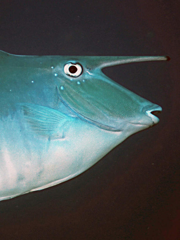 游泳,海鲜,无人,竖图,室外,特写,白天,正面,旅游,度假,海底,水下,海浪,海洋,美景,菲律宾,亚洲,一条,鱼,景观,浪花,水底,娱乐,水产,鱼类,海洋生物,自然,海水,享受,休闲,景色,放松,海底世界,东南亚,游动,自然风光,水生动物,海产品,水生物,海景,海底动物,菲律宾共和国,大海,风浪,海,海床,海水的波动,近岸浪,涌浪,半身,彩图