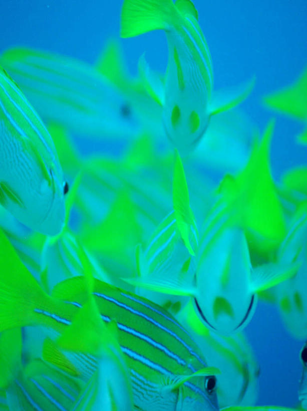 游泳,海鲜,无人,竖图,室外,特写,白天,正面,旅游,度假,海底,水下,海浪,海洋,美景,马尔代夫,亚洲,许多,鱼,鱼群,景观,浪花,水底,娱乐,水产,鱼类,海洋生物,自然,海水,享受,休闲,景色,放松,海底世界,游动,自然风光,水生动物,海产品,南亚,笛鲷,水生物,海景,海底动物,马尔代夫共和国,大海,风浪,海,海床,海水的波动,近岸浪,涌浪,半身,彩图