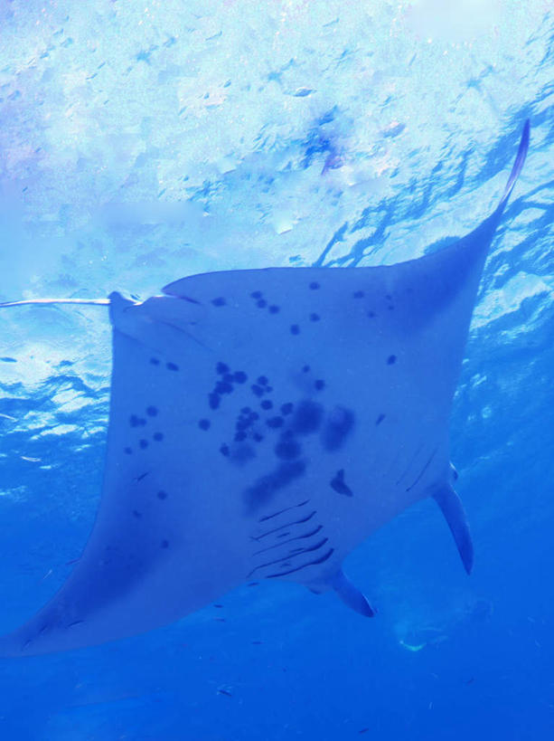 游泳,海鲜,无人,竖图,室外,白天,仰视,旅游,度假,海底,水下,海浪,海洋,美景,马尔代夫,亚洲,一条,鱼,景观,浪花,水底,娱乐,水产,鱼类,海洋生物,自然,海水,享受,休闲,景色,放松,海底世界,游动,自然风光,水生动物,海产品,南亚,水生物,海景,海底动物,魔鬼鱼,蝠鲼,马尔代夫共和国,大海,风浪,海,海床,海水的波动,近岸浪,涌浪,彩图,低角度拍摄,全身