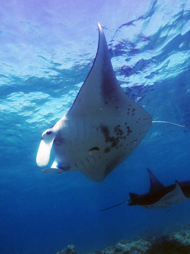 游泳,海鲜,无人,竖图,室外,白天,仰视,旅游,度假,海底,水下,海浪,海洋,美景,马尔代夫,亚洲,一条,鱼,景观,浪花,水底,娱乐,水产,鱼类,海洋生物,自然,海水,享受,休闲,景色,放松,海底世界,游动,自然风光,水生动物,海产品,南亚,水生物,海景,海底动物,魔鬼鱼,蝠鲼,马尔代夫共和国,大海,风浪,海,海床,海水的波动,近岸浪,涌浪,彩图,低角度拍摄,全身