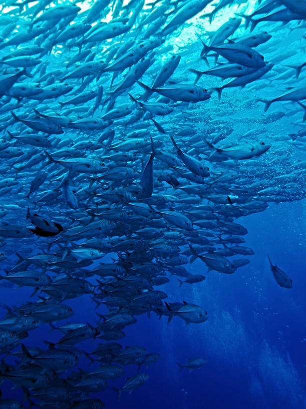 游泳,海鲜,无人,竖图,室外,白天,仰视,旅游,度假,海底,水下,海浪,海洋,美景,比目鱼,帕劳,许多,鱼,景观,浪花,水底,娱乐,水产,鱼类,海洋生物,自然,海水,享受,休闲,景色,放松,海底世界,游动,太平洋,自然风光,水生动物,海产品,水生物,海景,海底动物,帕劳群岛,帛琉群岛,西太平洋,加罗林群岛,帕劳共和国,大海,风浪,海,海床,海水的波动,近岸浪,涌浪,鲽鱼,半身,彩图,低角度拍摄