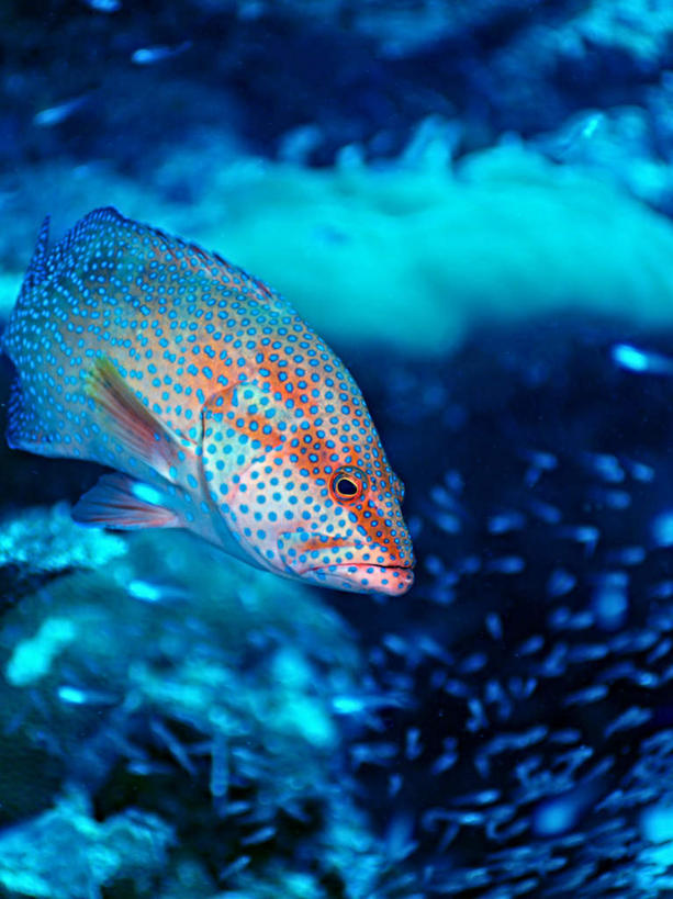 无人,竖图,室外,白天,正面,旅游,度假,海底,水下,海浪,海洋,美景,帕劳,一条,景观,浪花,水底,娱乐,自然,海水,享受,休闲,景色,放松,海底世界,太平洋,自然风光,海景,帕劳群岛,帛琉群岛,西太平洋,加罗林群岛,帕劳共和国,六斑九刺鮨,大海,风浪,海,海床,海水的波动,近岸浪,涌浪,半身,彩图