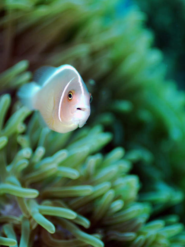 游泳,海鲜,无人,竖图,室外,白天,正面,旅游,度假,海底,水下,海浪,海洋,美景,菲律宾,亚洲,一条,鱼,珊瑚,景观,浪花,水底,娱乐,珊瑚礁,水产,鱼类,海洋生物,自然,海水,享受,休闲,景色,放松,海底世界,东南亚,游动,自然风光,水生动物,海产品,水生物,海景,海底动物,海底礁,观赏鱼,菲律宾共和国,颈环双锯鱼,粉红小丑,咖啡小丑,大海,风浪,海,海床,海水的波动,礁,近岸浪,岩石,涌浪,彩图