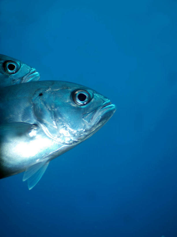 游泳,海鲜,无人,竖图,室外,白天,仰视,旅游,度假,海底,水下,海浪,海洋,美景,菲律宾,亚洲,两条,鱼,景观,浪花,水底,娱乐,水产,鱼类,海洋生物,自然,海水,享受,休闲,景色,放松,海底世界,东南亚,鲹鱼,游动,自然风光,水生动物,海产品,水生物,海景,海底动物,菲律宾共和国,大海,风浪,海,海床,海水的波动,近岸浪,涌浪,半身,彩图,低角度拍摄