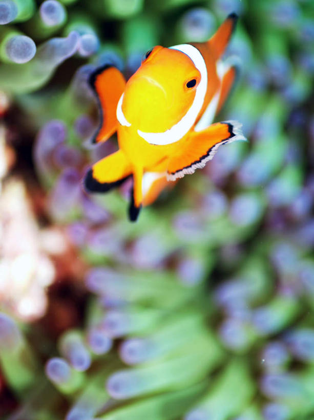 游泳,海鲜,无人,竖图,俯视,室外,特写,白天,旅游,度假,海底,水下,海浪,海洋,美景,菲律宾,亚洲,一条,鱼,珊瑚,景观,浪花,水底,娱乐,小丑鱼,珊瑚礁,水产,鱼类,海洋生物,黄色,自然,海水,享受,休闲,景色,放松,海底世界,东南亚,游动,自然风光,水生动物,海产品,海葵鱼,水生物,海景,海底动物,海底礁,菲律宾共和国,三带双锯鱼,双锯鱼,大海,风浪,海,海床,海水的波动,礁,近岸浪,岩石,涌浪,彩图,高角度拍摄,全身