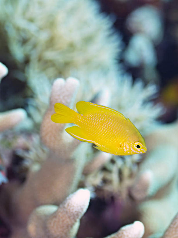 游泳,海鲜,无人,竖图,室外,白天,正面,旅游,度假,海底,水下,海浪,海洋,美景,菲律宾,亚洲,一条,鱼,珊瑚,景观,浪花,水底,娱乐,珊瑚礁,水产,鱼类,海洋生物,黄色,自然,海水,享受,休闲,景色,放松,海底世界,东南亚,游动,自然风光,水生动物,海产品,水生物,海景,海底动物,海底礁,菲律宾共和国,香拟花鮨,大海,风浪,海,海床,海水的波动,礁,近岸浪,岩石,涌浪,彩图,全身