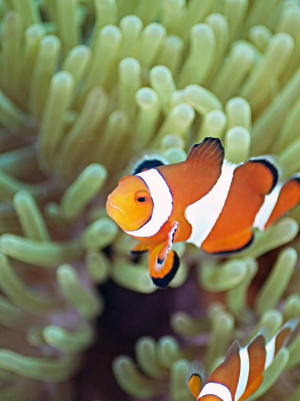 游泳,海鲜,无人,竖图,俯视,室外,特写,白天,旅游,度假,海底,水下,海浪,海洋,美景,菲律宾,亚洲,一条,鱼,珊瑚,景观,浪花,水底,娱乐,小丑鱼,珊瑚礁,水产,鱼类,海洋生物,红色,自然,海水,享受,休闲,景色,放松,海底世界,东南亚,游动,自然风光,水生动物,海产品,海葵鱼,水生物,海景,海底动物,海底礁,菲律宾共和国,三带双锯鱼,双锯鱼,大海,风浪,海,海床,海水的波动,礁,近岸浪,岩石,涌浪,彩图,高角度拍摄,全身