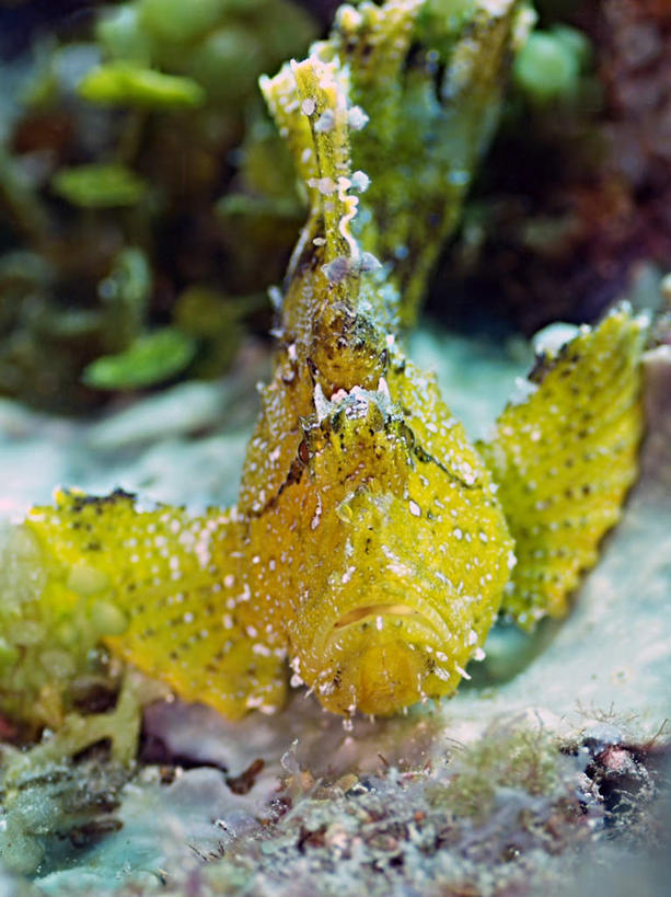 游泳,海鲜,无人,竖图,俯视,室外,特写,白天,旅游,度假,海底,水下,海浪,海洋,美景,菲律宾,亚洲,一条,鱼,珊瑚,景观,浪花,水底,娱乐,珊瑚礁,水产,鱼类,海洋生物,黄色,自然,海水,享受,休闲,景色,放松,海底世界,东南亚,游动,自然风光,水生动物,海产品,水生物,海景,海底动物,海底礁,菲律宾共和国,三棘带鲉,三棘高身鲉,大海,风浪,海,海床,海水的波动,礁,近岸浪,岩石,涌浪,彩图,高角度拍摄,全身