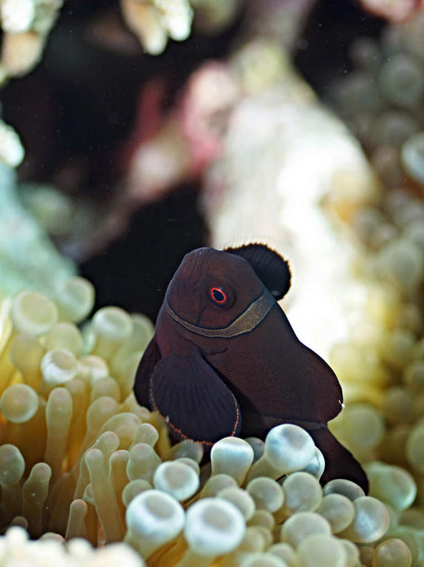 游泳,海鲜,无人,竖图,俯视,室外,特写,白天,旅游,度假,海底,水下,海浪,海洋,美景,菲律宾,亚洲,一条,鱼,景观,浪花,水底,娱乐,小丑鱼,水产,鱼类,海洋生物,自然,海水,享受,休闲,景色,放松,海底世界,东南亚,游动,自然风光,水生动物,海产品,海葵鱼,水生物,海景,海底动物,菲律宾共和国,三带双锯鱼,双锯鱼,大海,风浪,海,海床,海水的波动,近岸浪,涌浪,彩图,高角度拍摄,全身