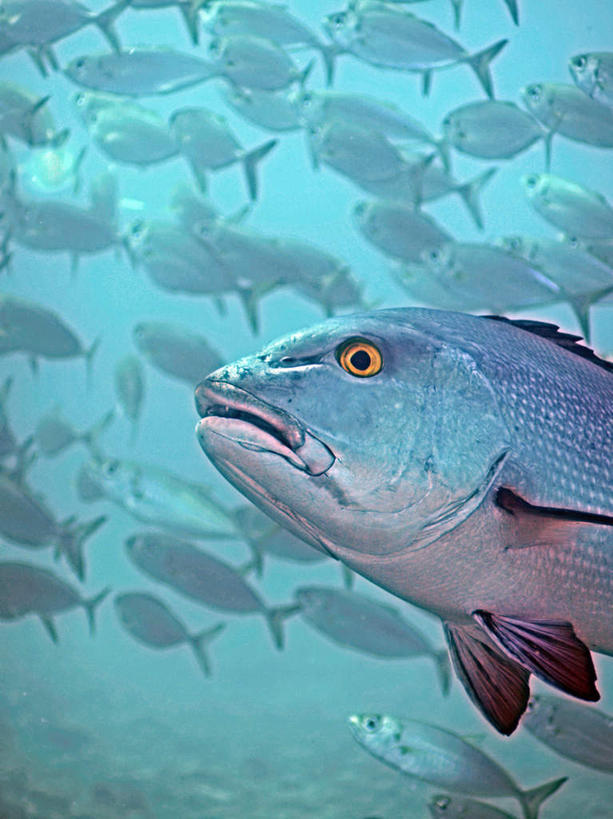 游泳,海鲜,无人,竖图,室外,特写,白天,仰视,旅游,度假,海底,水下,海浪,海洋,美景,帕劳,许多,鱼,鱼群,景观,浪花,水底,娱乐,水产,鱼类,海洋生物,自然,海水,享受,休闲,景色,放松,海底世界,游动,太平洋,自然风光,水生动物,海产品,水生物,海景,海底动物,帕劳群岛,帛琉群岛,西太平洋,加罗林群岛,帕劳共和国,大海,风浪,海,海床,海水的波动,近岸浪,涌浪,半身,彩图,低角度拍摄