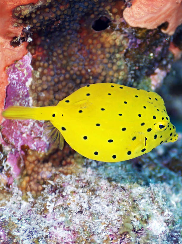 游泳,海鲜,无人,竖图,俯视,室外,特写,白天,旅游,度假,海底,水下,海浪,海洋,美景,日本,亚洲,一条,鱼,景观,浪花,水底,娱乐,冲绳,水产,鱼类,海洋生物,黄色,自然,海水,享受,休闲,景色,放松,海底世界,游动,冲绳县,自然风光,水生动物,海产品,水生物,海景,东亚,海底动物,琉球群岛,日本国,九州地方,粒突箱鲀,箱河鲀,大海,风浪,海,海床,海水的波动,近岸浪,涌浪,彩图,高角度拍摄,全身