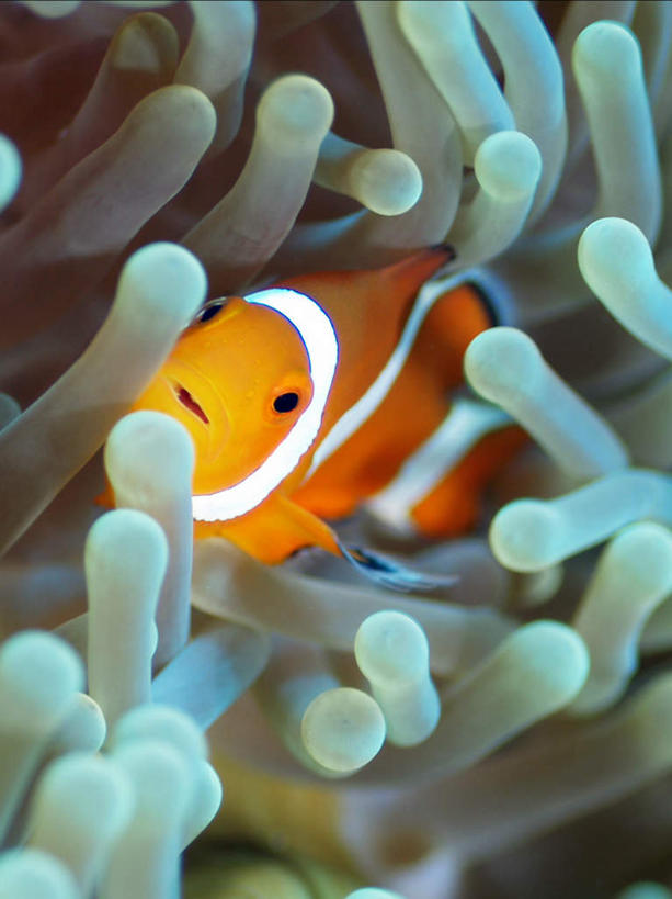 游泳,海鲜,无人,竖图,室外,特写,白天,正面,旅游,度假,海底,水下,海浪,海洋,美景,菲律宾,亚洲,一条,鱼,珊瑚,景观,浪花,水底,娱乐,小丑鱼,珊瑚礁,水产,鱼类,海洋生物,红色,自然,海水,享受,休闲,景色,放松,海底世界,东南亚,游动,自然风光,水生动物,海产品,海葵鱼,水生物,海景,海底动物,海底礁,菲律宾共和国,三带双锯鱼,双锯鱼,大海,风浪,海,海床,海水的波动,礁,近岸浪,岩石,涌浪,彩图,全身