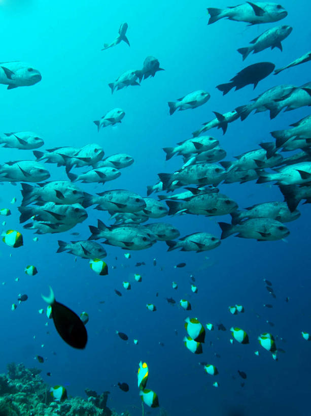 游泳,海鲜,无人,竖图,室外,白天,仰视,旅游,度假,海底,水下,海浪,海洋,美景,帕劳,许多,鱼,鱼群,景观,浪花,水底,鲷鱼,娱乐,水产,鱼类,海洋生物,自然,海水,享受,休闲,景色,放松,海底世界,鲷,加吉鱼,铜盆鱼,游动,太平洋,自然风光,水生动物,海产品,水生物,海景,海底动物,帕劳群岛,帛琉群岛,班加吉,加真鲷,西太平洋,加罗林群岛,帕劳共和国,大海,风浪,海,海床,海水的波动,近岸浪,涌浪,半身,彩图,低角度拍摄