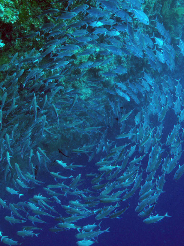 游泳,海鲜,无人,竖图,室外,白天,仰视,旅游,度假,海底,水下,海浪,海洋,美景,帕劳,许多,鱼,鱼群,景观,浪花,水底,娱乐,水产,鱼类,海洋生物,自然,海水,享受,休闲,景色,放松,海底世界,游动,太平洋,自然风光,水生动物,海产品,水生物,海景,海底动物,帕劳群岛,帛琉群岛,西太平洋,加罗林群岛,帕劳共和国,大海,风浪,海,海床,海水的波动,近岸浪,涌浪,半身,彩图,低角度拍摄