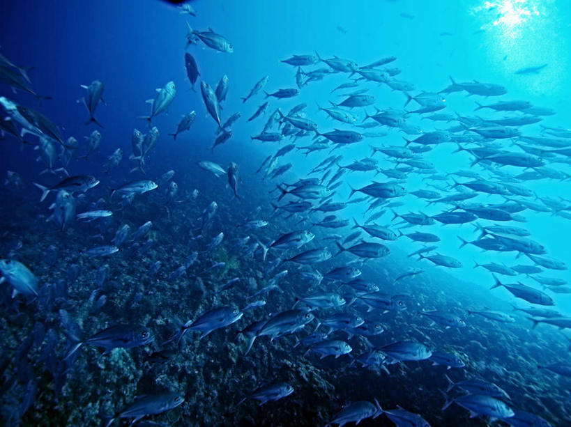 游泳,海鲜,无人,横图,室外,白天,仰视,旅游,度假,海底,水下,海浪,海洋,美景,帕劳,许多,鱼,鱼群,景观,浪花,水底,娱乐,水产,鱼类,海洋生物,自然,海水,享受,休闲,景色,放松,海底世界,游动,太平洋,自然风光,水生动物,海产品,水生物,海景,海底动物,帕劳群岛,帛琉群岛,西太平洋,加罗林群岛,帕劳共和国,大海,风浪,海,海床,海水的波动,近岸浪,涌浪,半身,彩图,低角度拍摄