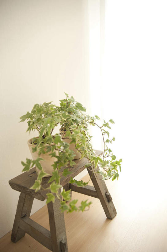 无人,客厅,竖图,俯视,室内,特写,白天,植物,地板,阴影,反射,板凳,盆栽,影子,墙,盆景,地面,木地板,墙壁,墙面,一个,绿色,自然,生长,单个,成长,一盆,起居室,彩图,高角度拍摄