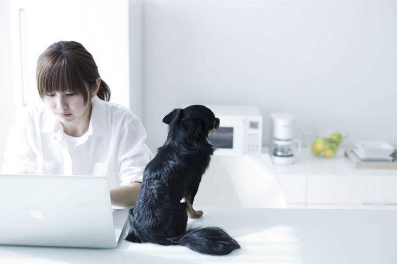 东方人,一个人,商务人士,商务女性,客厅,坐,横图,室内,白天,正面,衬衫,宠物,狗,餐具,水果,亚洲,仅一个年轻女性,仅一个女性,仅一个人,一堆,敲打,套装,新鲜,整齐,电器,碟子,盘,冰箱,墙,生食,食品,果实,吉娃娃,注视,黄种人,输入,冷冻,冷柜,墙壁,墙面,食物,一只,白色,黑色,动物,盘子,水果盆,碟,冷藏柜,打字,观察,看,可爱,有机食品,绿色食品,冷藏,观看,储藏,点击,敲击,微波炉,察看,起居室,家电,家用电器,咖啡机,关注,商务装,微波,工薪阶层,忠诚,芝娃娃,奇娃娃,吉娃娃犬,齐花花,保鲜,按键,年轻女性,女人,女性,亚洲人,白领,上班族,犬,坐着,半身,彩图,衬衣