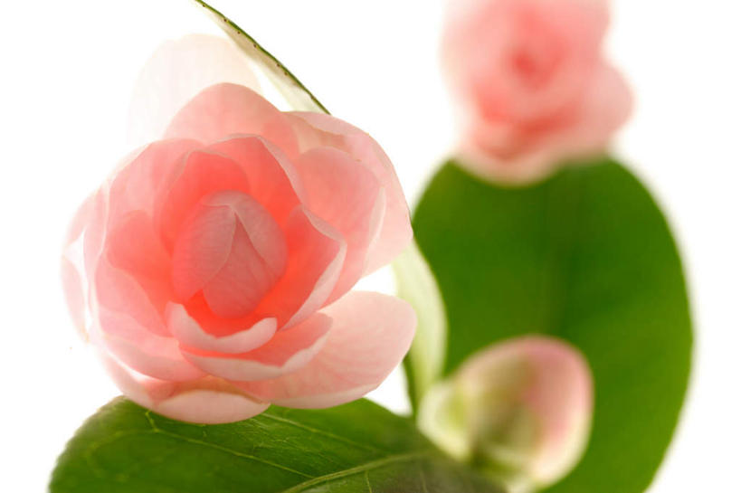无人,横图,俯视,室内,特写,白天,白色背景,山茶花,叶子,两片,朦胧,模糊,盛开,粉红色,绿叶,花蕾,花,花瓣,花朵,鲜花,两朵,绿色,花苞,花蕊,嫩叶,摄影,影棚,玉茗花,耐冬,海石榴,茶花,叶,叶片,彩图,高角度拍摄,影棚拍摄,拍摄