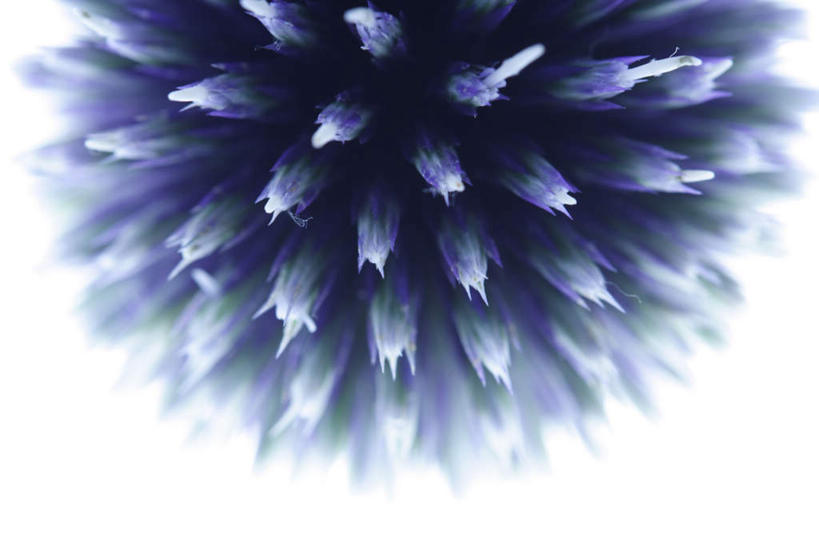 无人,横图,俯视,室内,特写,白天,白色背景,植物,朦胧,模糊,盛开,草药,药草,花蕾,中药,花,花瓣,花朵,鲜花,一朵,蓝色,花苞,花蕊,蓟,摄影,影棚,药材,中草药,中药材,本草,大蓟,刺蓟,山萝卜,彩图,高角度拍摄,影棚拍摄,拍摄