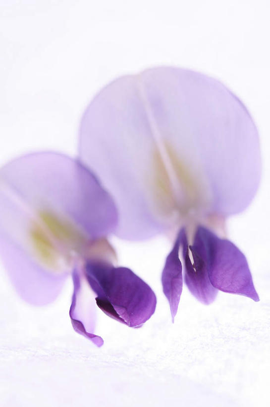 无人,竖图,俯视,室内,特写,白天,白色背景,朦胧,模糊,盛开,紫藤,紫藤花,花蕾,花,花瓣,花朵,鲜花,两朵,紫色,花苞,花蕊,摄影,影棚,朱藤,藤萝,招藤,招豆藤,紫藤萝,彩图,高角度拍摄,影棚拍摄,拍摄