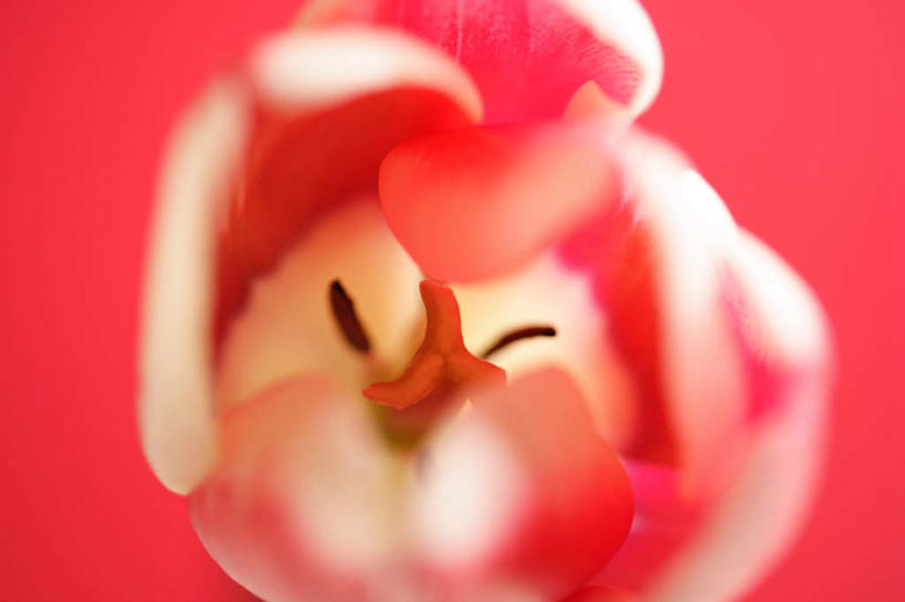 无人,横图,俯视,室内,特写,白天,爱情,郁金香,红色背景,朦胧,模糊,祝福,一朵,红色,摄影,影棚,表白,荣誉,永恒,郁香,洋荷花,草麝香,彩图,高角度拍摄,影棚拍摄,拍摄