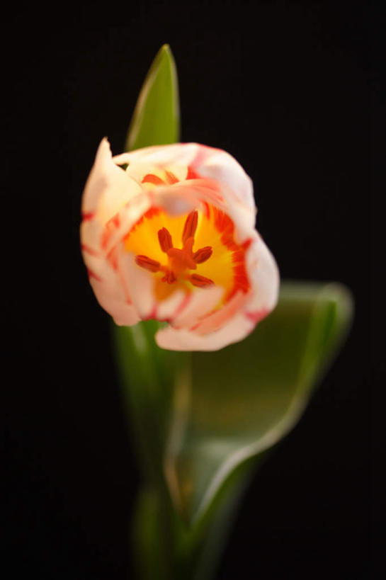 无人,竖图,俯视,室内,特写,白天,爱情,郁金香,叶子,黑色背景,朦胧,模糊,盛开,粉红色,绿叶,祝福,花蕾,花,花瓣,花朵,鲜花,一朵,花苞,花蕊,嫩叶,摄影,影棚,表白,荣誉,永恒,叶,叶片,郁香,洋荷花,草麝香,彩图,高角度拍摄,影棚拍摄,拍摄