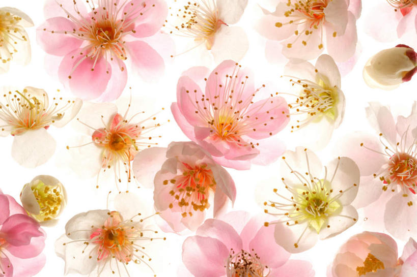 无人,横图,俯视,室内,特写,白天,白色背景,许多,朦胧,模糊,盛开,粉红色,梅花,花蕾,花,花瓣,花朵,鲜花,花苞,花蕊,摄影,影棚,高雅,坚强,梅,彩图,高角度拍摄,影棚拍摄,拍摄