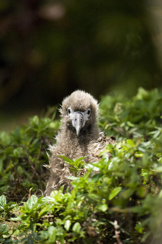 无人,站,竖图,俯视,室外,白天,美景,树林,太阳,植物,海鸟,鸟,信天翁,夏威夷,美国,阴影,朦胧,模糊,光线,鸟类,影子,景观,注视,树,树木,一只,绿色,灰色,阳光,自然,观察,看,站着,景色,生长,成长,观看,察看,北美,北美洲,关注,自然风光,美洲,夏威夷州,爱洛哈之州,北亚美利加洲,亚美利加洲,海鸳,波纹信天翁,站立,半身,彩图,高角度拍摄