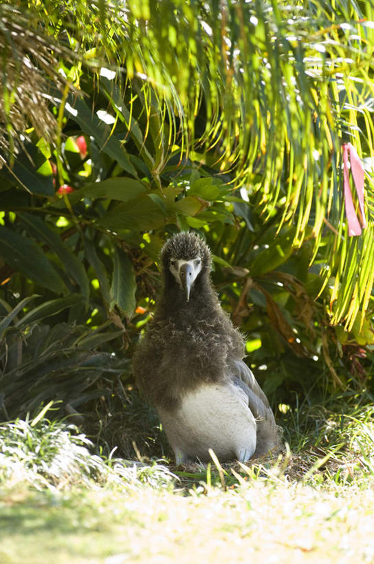 无人,坐,竖图,俯视,室外,白天,旅游,度假,美景,树林,太阳,植物,海鸟,鸟,信天翁,夏威夷,美国,阴影,朦胧,模糊,光线,鸟类,影子,景观,注视,娱乐,树,树木,一只,绿色,灰色,阳光,自然,观察,看,享受,休闲,景色,放松,生长,成长,观看,察看,北美,北美洲,关注,自然风光,美洲,夏威夷州,爱洛哈之州,北亚美利加洲,亚美利加洲,海鸳,波纹信天翁,坐着,彩图,高角度拍摄,全身
