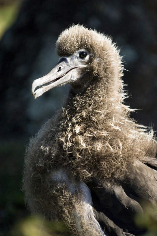 无人,坐,竖图,室外,特写,白天,正面,美景,树林,太阳,植物,海鸟,鸟,信天翁,夏威夷,美国,阴影,朦胧,模糊,光线,鸟类,影子,景观,注视,树,树木,一只,绿色,灰色,阳光,自然,观察,看,景色,生长,成长,观看,察看,北美,北美洲,关注,自然风光,美洲,夏威夷州,爱洛哈之州,北亚美利加洲,亚美利加洲,海鸳,波纹信天翁,坐着,半身,彩图