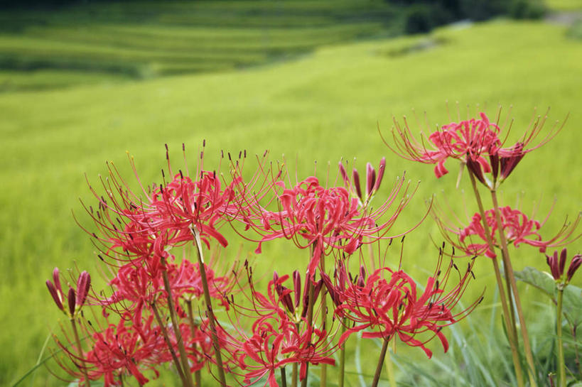 无人,横图,室外,特写,白天,正面,旅游,度假,草地,草坪,美景,树林,植物,奈良县,日本,亚洲,许多,阴影,盛开,光线,影子,景观,花蕾,娱乐,草,花,花瓣,花朵,鲜花,树,树木,红色,绿色,自然,花苞,花蕊,享受,休闲,景色,放松,生长,成长,自然风光,东亚,本州,本州岛,日本国,近畿地方,奈良,近畿,蜘蛛百合,笹蟹百合,螫蟹花,水鬼蕉,蜘蛛兰,天生丽质,彩图
