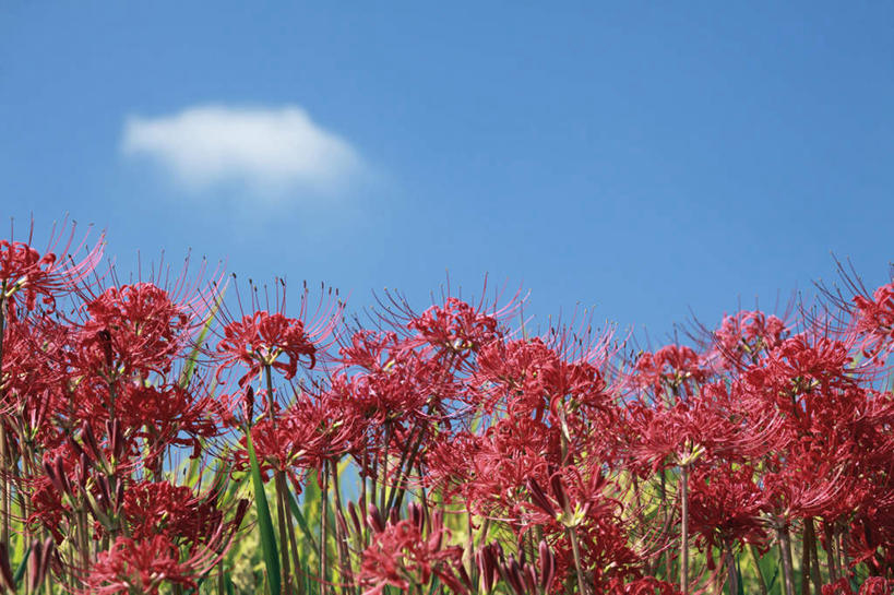 无人,横图,室外,特写,白天,仰视,旅游,度假,美景,奈良县,日本,亚洲,许多,阴影,盛开,光线,影子,景观,云,云朵,花蕾,云彩,娱乐,花,花瓣,花朵,鲜花,红色,蓝色,白云,蓝天,天空,自然,天,花苞,花蕊,享受,休闲,景色,放松,自然风光,东亚,本州,本州岛,日本国,近畿地方,奈良,近畿,蜘蛛百合,笹蟹百合,螫蟹花,水鬼蕉,蜘蛛兰,天生丽质,彩图,低角度拍摄