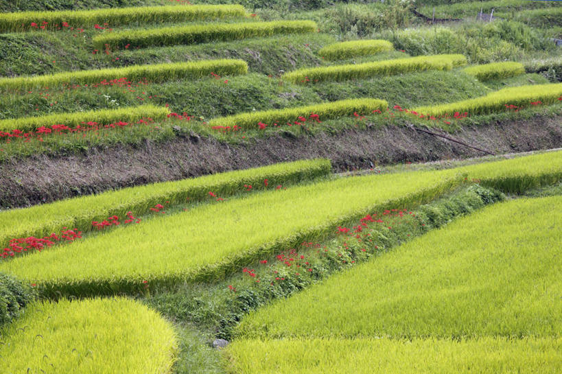 无人,农田,横图,俯视,室外,白天,旅游,度假,农业,庄稼,农作物,花海,花圃,美景,植物,叶子,奈良县,日本,亚洲,盛开,稻田,景观,泥土,土壤,花蕾,娱乐,花,花瓣,花朵,花卉,鲜花,绿色,自然,花丛,花束,花田,花苞,花蕊,享受,休闲,景色,放松,自然风光,东亚,本州,本州岛,日本国,近畿地方,奈良,近畿,蜘蛛百合,笹蟹百合,螫蟹花,水鬼蕉,蜘蛛兰,天生丽质,彩图,高角度拍摄,耕地,庄稼田