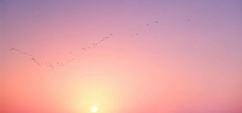 无人,横图,室外,白天,仰视,旅游,度假,美景,日落,太阳,鸟,东京,日本,亚洲,一排,许多,伸展,张开,展翅,整齐,光线,翅膀,鸟类,景观,晚霞,霞光,江东区,注视,娱乐,飞,排列,天空,阳光,自然,黄昏,天,观察,看,享受,休闲,景色,彩霞,放松,观看,察看,队列,关注,自然风光,东亚,张开翅膀,本州,关东地方,本州岛,日本国,东京都,展开翅膀,夕阳,彩图,低角度拍摄,全身