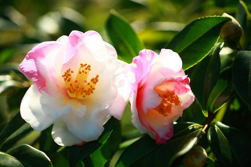 无人,横图,俯视,室外,特写,白天,旅游,度假,花海,花圃,美景,植物,叶子,日本,亚洲,许多,阴影,朦胧,模糊,盛开,光线,影子,景观,花蕾,娱乐,花,花瓣,花朵,花卉,鲜花,两朵,粉色,白色,自然,花丛,花束,花田,花苞,花蕊,享受,休闲,景色,放松,自然风光,东亚,本州,关东地方,本州岛,日本国,崎玉,崎玉县,茶梅,茶梅花,彩图,高角度拍摄