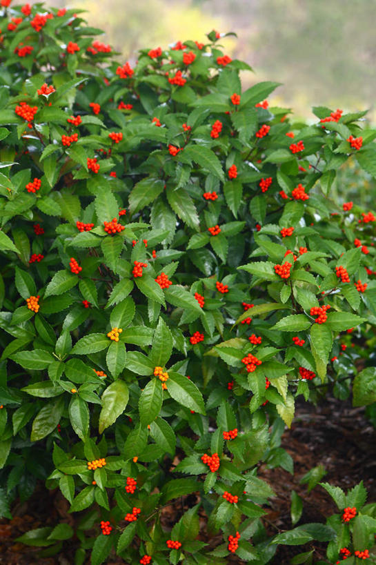 无人,竖图,俯视,室外,特写,白天,旅游,度假,美景,植物,叶子,日本,亚洲,许多,阴影,光线,影子,景观,绿叶,草药,药草,娱乐,中药,红色,绿色,阳光,自然,享受,休闲,嫩叶,景色,放松,自然风光,药材,中草药,东亚,接骨木,中药材,本草,本州,关东地方,本州岛,日本国,崎玉,崎玉县,草珊瑚,接骨金粟兰,九节茶,九节风,九节花,肿节风,竹节茶,叶,叶片,叶脉,彩图,高角度拍摄