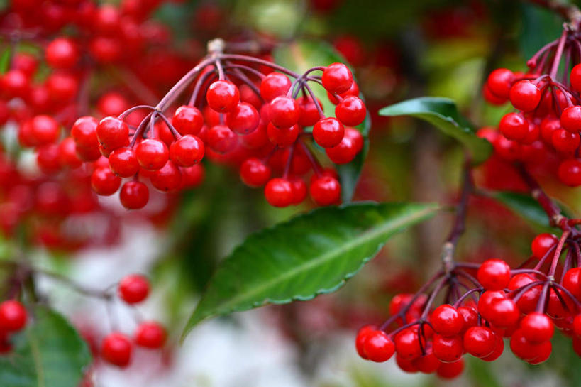 无人,横图,俯视,室外,特写,白天,旅游,度假,美景,植物,叶子,日本,亚洲,许多,阴影,光线,影子,景观,绿叶,草药,药草,娱乐,中药,红色,绿色,阳光,自然,享受,休闲,嫩叶,景色,放松,自然风光,药材,中草药,东亚,接骨木,中药材,本草,本州,关东地方,本州岛,日本国,崎玉,崎玉县,草珊瑚,接骨金粟兰,九节茶,九节风,九节花,肿节风,竹节茶,叶,叶片,叶脉,彩图,高角度拍摄