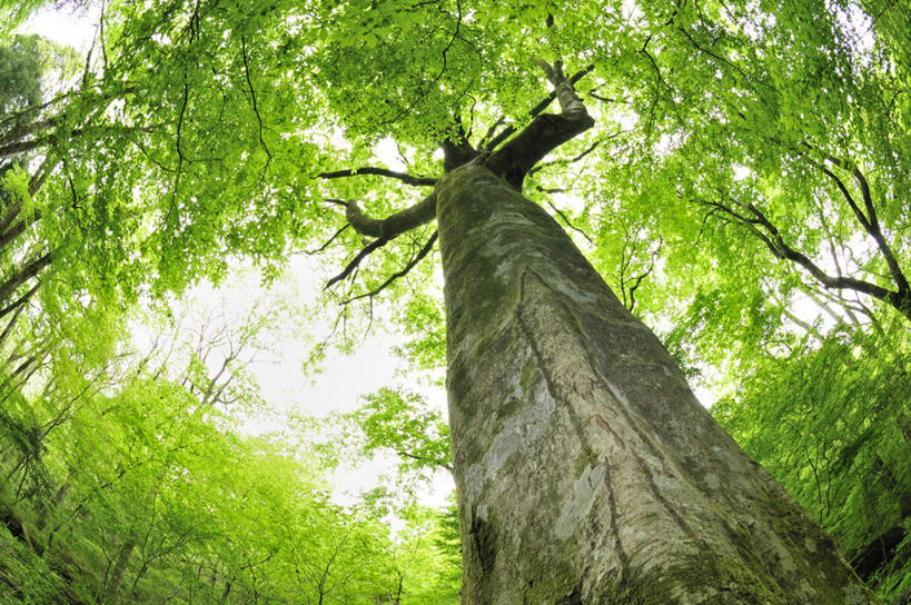无人,横图,室外,白天,仰视,旅游,度假,美景,植物,叶子,大分县,日本,亚洲,许多,阴影,光线,影子,景观,绿叶,娱乐,树,树木,绿色,阳光,自然,享受,休闲,嫩叶,景色,放松,生长,成长,自然风光,东亚,山毛榉,日本国,九州本岛,九州,九州岛,九州地方,大分,麻栎金刚,山毛榉树,叶,叶片,彩图,低角度拍摄