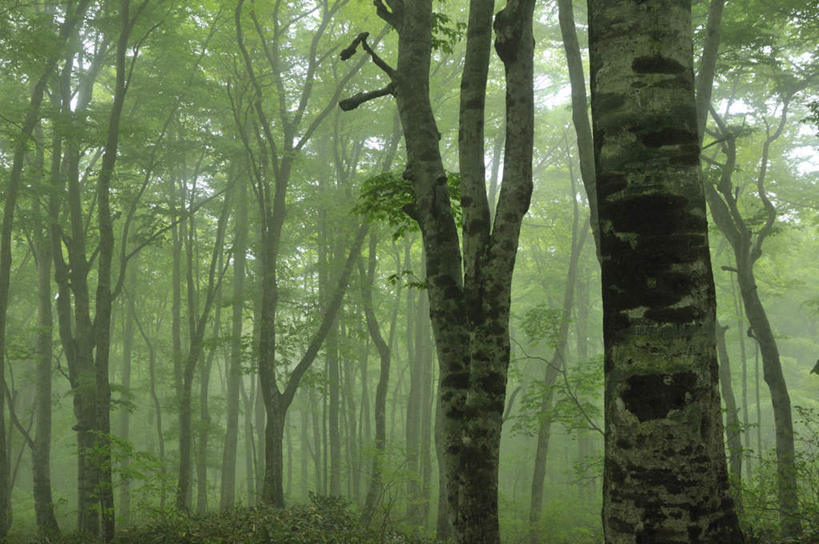 无人,横图,室外,白天,仰视,旅游,度假,美景,植物,雾,叶子,大分县,日本,亚洲,许多,阴影,朦胧,模糊,光线,影子,景观,绿叶,娱乐,树,树木,绿色,阳光,自然,享受,休闲,嫩叶,景色,放松,生长,成长,迷雾,自然风光,东亚,山毛榉,日本国,九州本岛,九州,九州岛,九州地方,大分,麻栎金刚,山毛榉树,叶,叶片,大雾,彩图,低角度拍摄