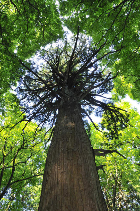 无人,竖图,室外,白天,仰视,旅游,度假,美景,叶子,日本,亚洲,阴影,光线,影子,景观,绿叶,雪松,娱乐,树干,树枝,阳光,自然,享受,休闲,嫩叶,景色,放松,自然风光,东亚,本州,本州岛,日本国,中国地方,一株,鸟取,鸟取县,叶,叶片,彩图,低角度拍摄