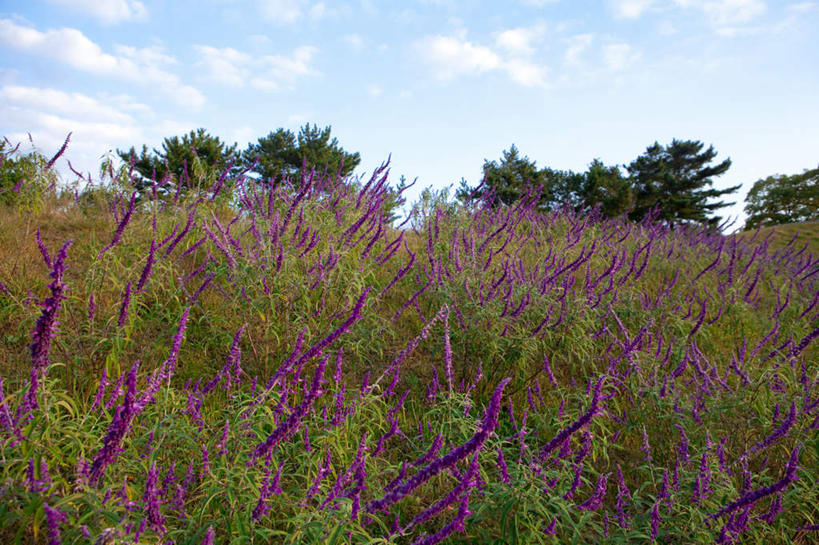 无人,家庭,横图,室外,白天,正面,旅游,度假,智慧,花海,花圃,美景,植物,叶子,日本,亚洲,许多,盛开,景观,云,云朵,花蕾,云彩,娱乐,花,花瓣,花朵,花卉,鲜花,树,树木,蓝色,绿色,紫色,白云,蓝天,天空,自然,花丛,花束,花田,天,花苞,花蕊,享受,休闲,景色,放松,生长,晴朗,成长,鼠尾草,自然风光,东亚,本州,茨城,茨城县,关东地方,本州岛,日本国,理性,墨西哥鼠尾草,紫绒鼠尾草,晴空,彩图