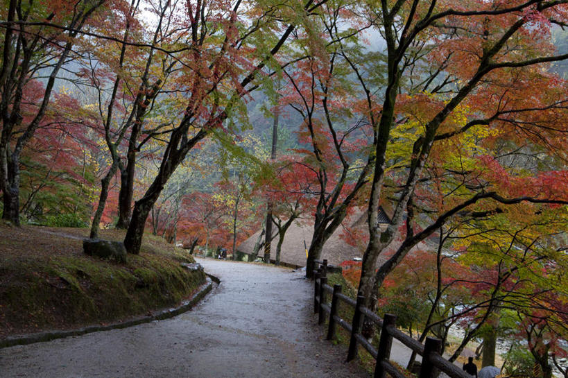 无人,栏杆,横图,俯视,室外,白天,旅游,度假,美景,秋季,植物,道路,路,叶子,爱知县,日本,亚洲,许多,木制,景观,围栏,小路,枯叶,落叶,交通,娱乐,护栏,树,树木,绿色,自然,木制品,享受,休闲,景色,放松,生长,成长,自然风光,东亚,本州,本州岛,日本国,中部地方,爱知,叶,叶片,秋,秋天,彩图,高角度拍摄