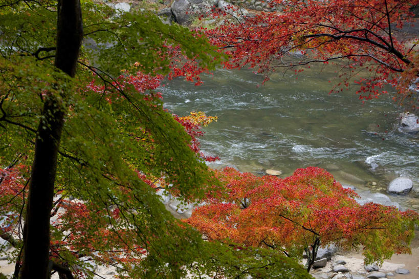 无人,横图,俯视,室外,白天,旅游,度假,湖,湖泊,美景,秋季,水,植物,叶子,爱知县,日本,亚洲,许多,波纹,湖面,景观,水流,水面,枯叶,落叶,涟漪,娱乐,树,树木,红色,绿色,水纹,自然,波浪,湖水,享受,休闲,景色,放松,流动,生长,成长,自然风光,流淌,东亚,本州,本州岛,日本国,中部地方,水晕,爱知,叶,叶片,秋,秋天,彩图,高角度拍摄