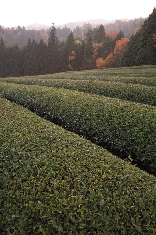 无人,农田,竖图,室外,白天,正面,旅游,度假,幸福,庄稼,农作物,美景,秋季,树林,植物,茶,叶子,奈良县,日本,亚洲,许多,景观,茶叶,枯叶,落叶,娱乐,茶园,树,树木,红色,蓝色,绿色,蓝天,天空,自然,天,享受,休闲,温馨,景色,放松,乐趣,生长,晴朗,成长,提神,舒适,自然风光,醒脑,东亚,本州,万里无云,本州岛,日本国,近畿地方,奈良,近畿,茶山,叶,叶片,晴空,晴空万里,秋,秋天,彩图,耕地,庄稼田