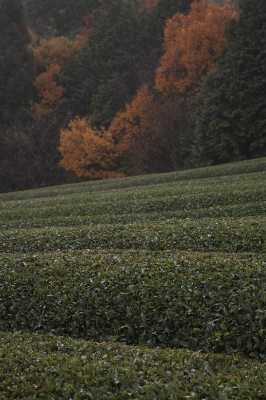 无人,农田,竖图,室外,白天,正面,旅游,度假,幸福,庄稼,农作物,美景,秋季,树林,植物,茶,叶子,奈良县,日本,亚洲,许多,景观,茶叶,枯叶,落叶,娱乐,茶园,树,树木,红色,蓝色,绿色,蓝天,天空,自然,天,享受,休闲,温馨,景色,放松,乐趣,生长,晴朗,成长,提神,舒适,自然风光,醒脑,东亚,本州,万里无云,本州岛,日本国,近畿地方,奈良,近畿,茶山,叶,叶片,晴空,晴空万里,秋,秋天,彩图,耕地,庄稼田